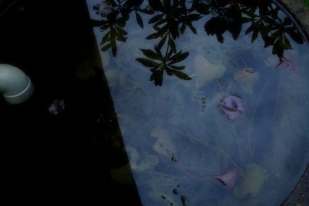 買い物ついでに写真散歩　～ Show編 ～