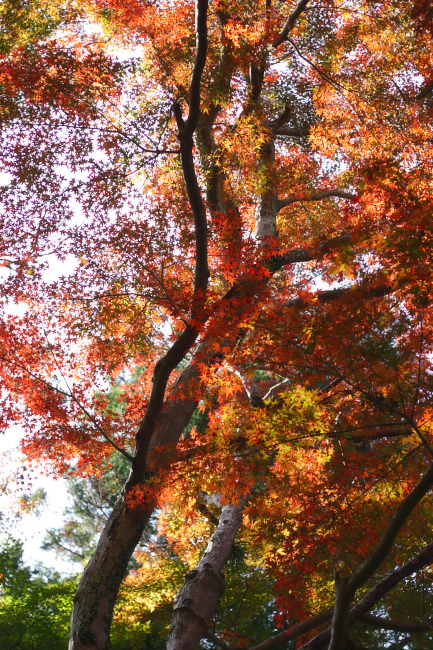 秋は桜三里へ行こう