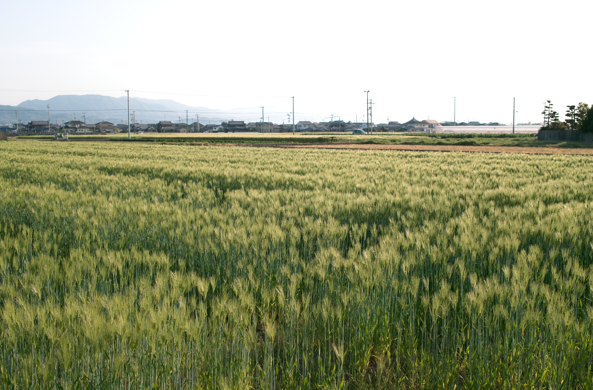 緑薫る麦の季節