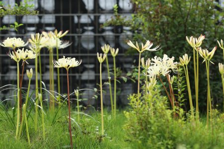 曼珠沙華がちらほらと