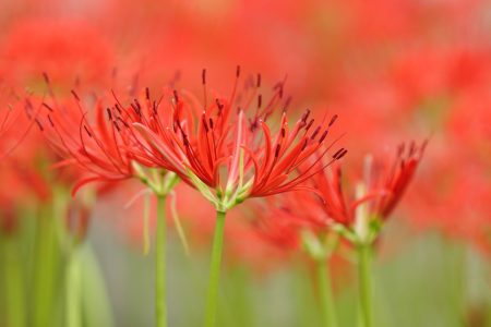 北谷の曼珠沙華は咲きはじめ