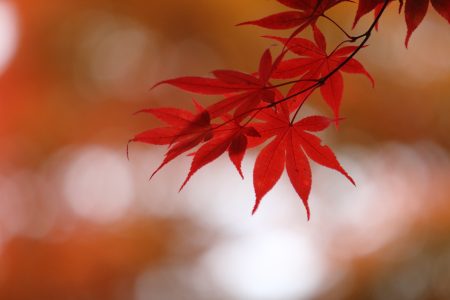 ふるさと村で紅葉散策