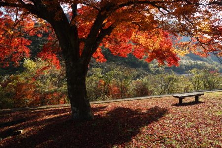 探し当てた紅葉スポット