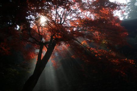 秋は西山興隆寺へ行こう