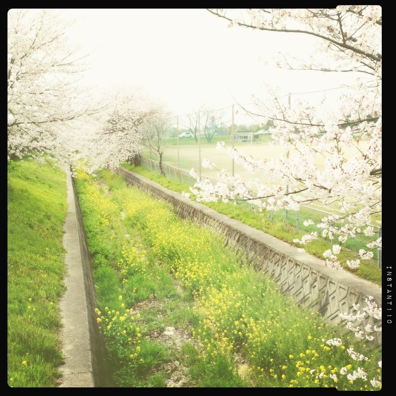 お気に入りの桜の風景