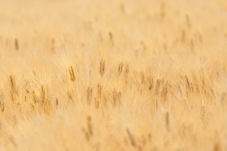 麦の風景の憂鬱