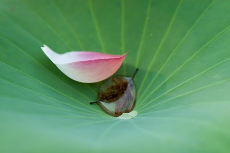 残暑お見舞い申し上げます