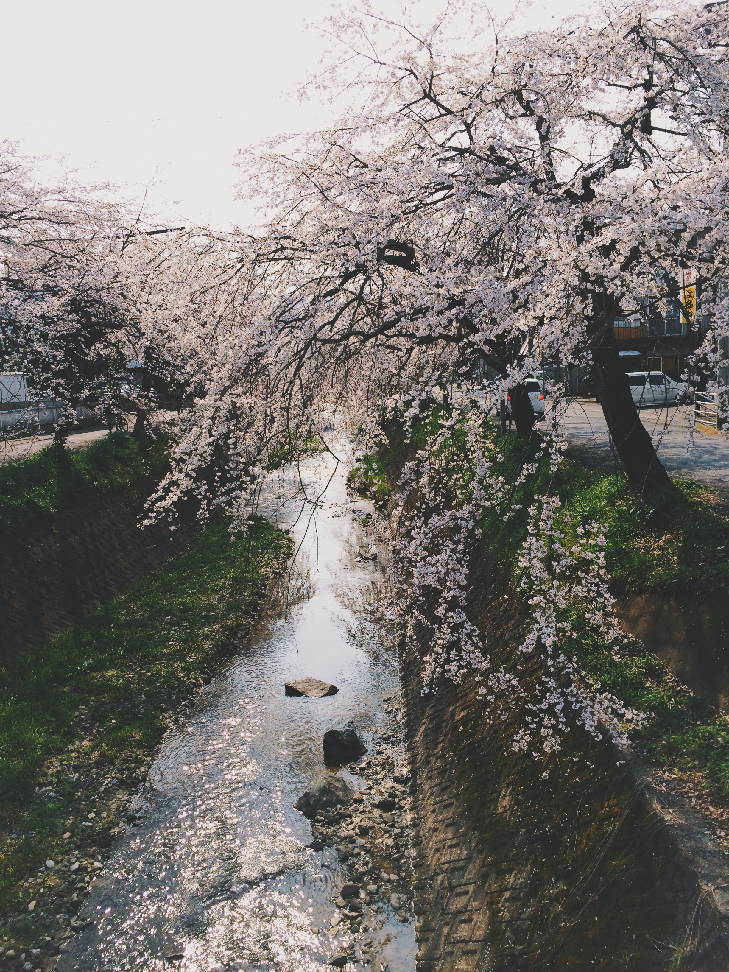 桜はじまる
