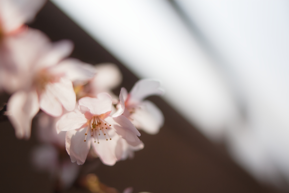 ベランダの鉢植え桜、満開！！