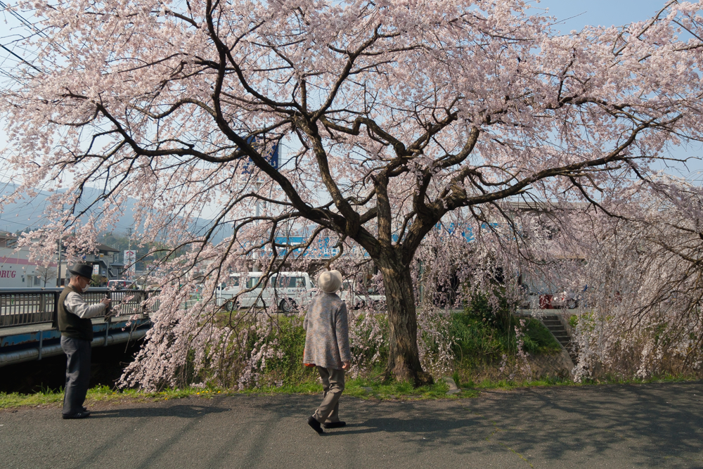桜の季節が始まります
