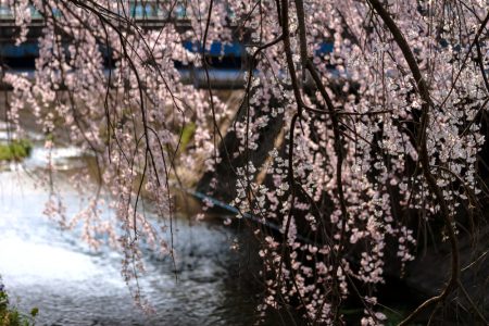 困惑のしだれ桜