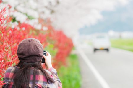 今年も森で桜を満喫