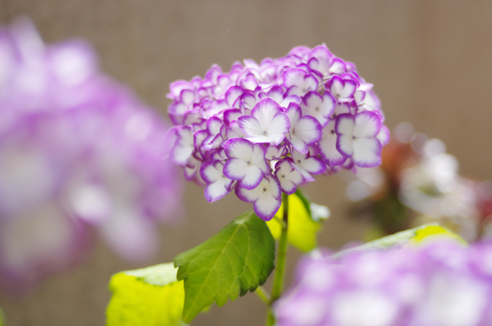 ベランダの紫陽花、咲く