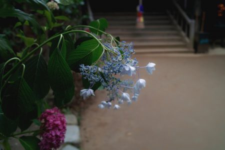 浄瑠璃寺再び