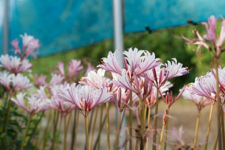 夏の終わりの花きセンター