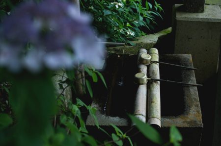 紫陽花の神社にて