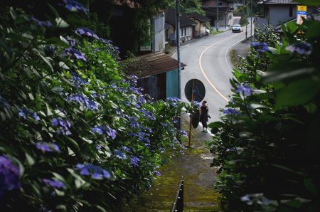 紫陽花の寺の青い石段