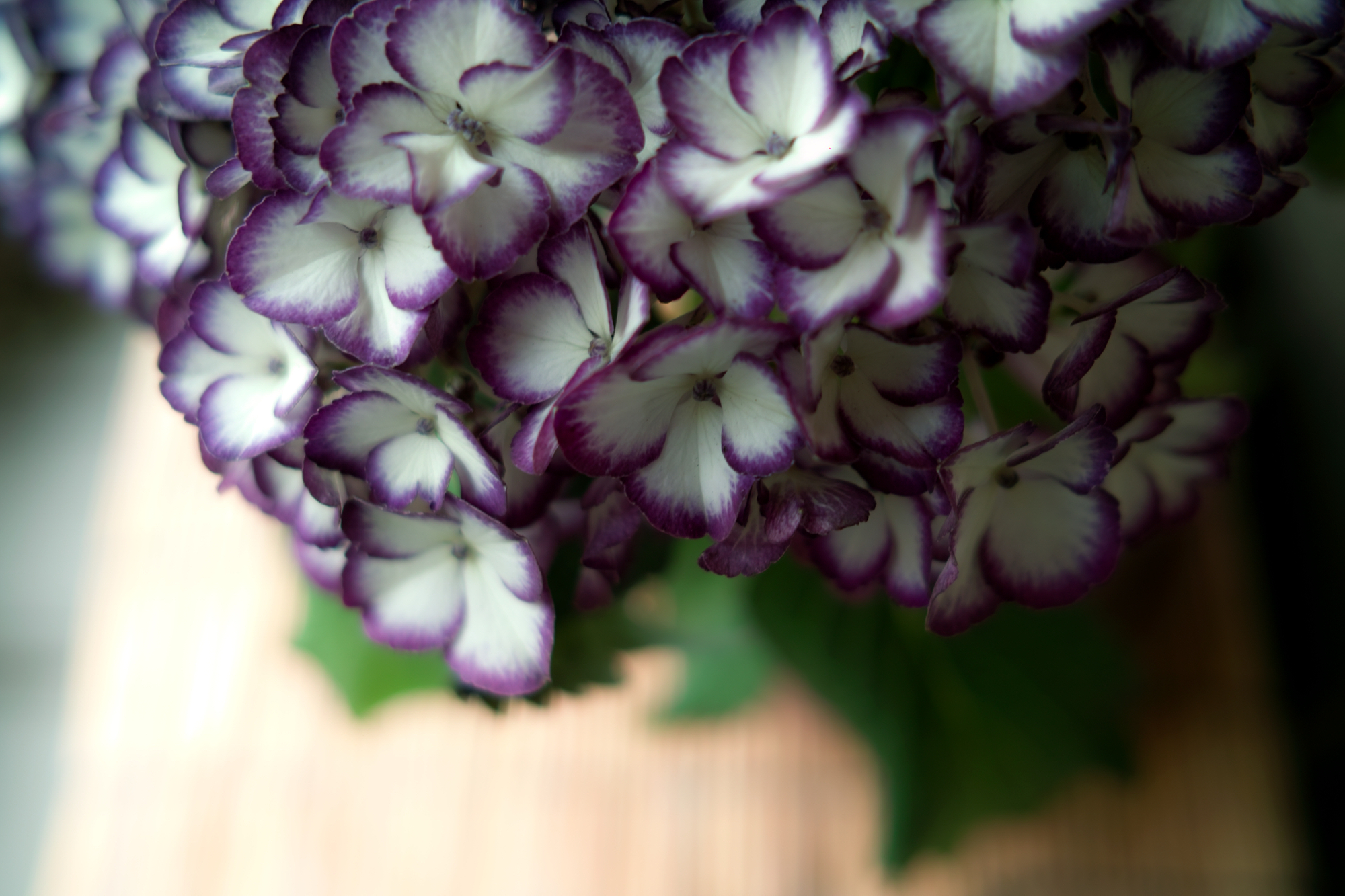 ベランダの紫陽花