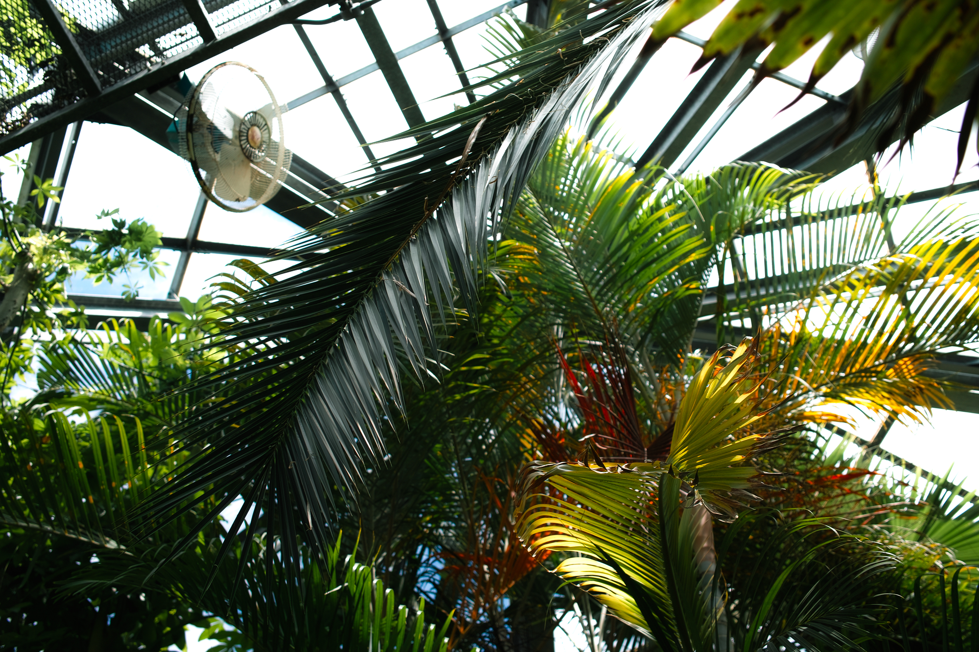 亜熱帯植物園