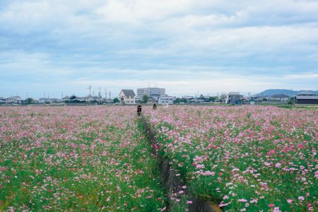 見奈良の秋桜畑