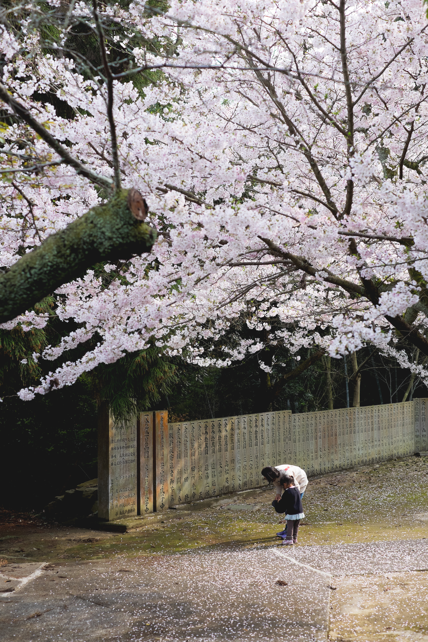 休日出勤と神社の桜