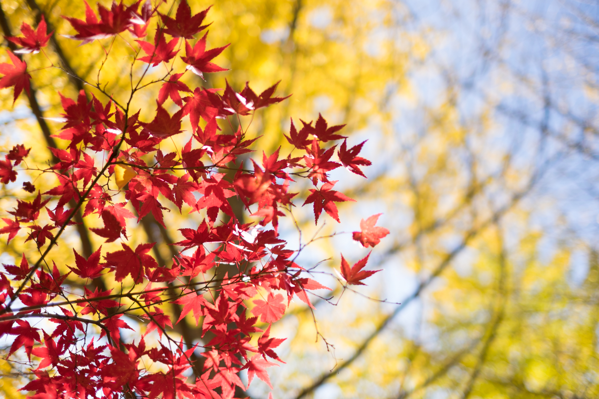 秋晴れの休日は紅葉を求めて