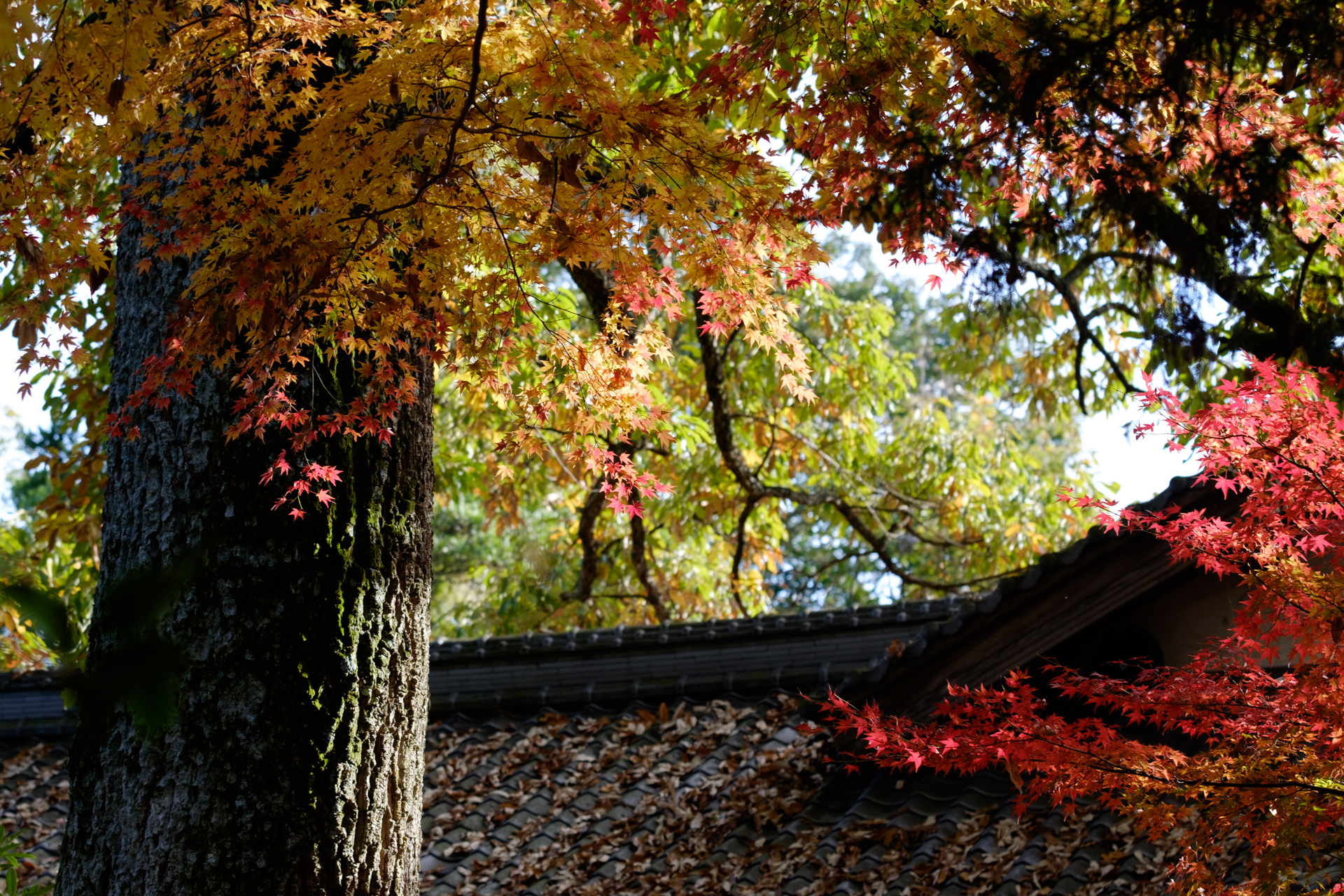 浄瑠璃寺の素敵な秋色