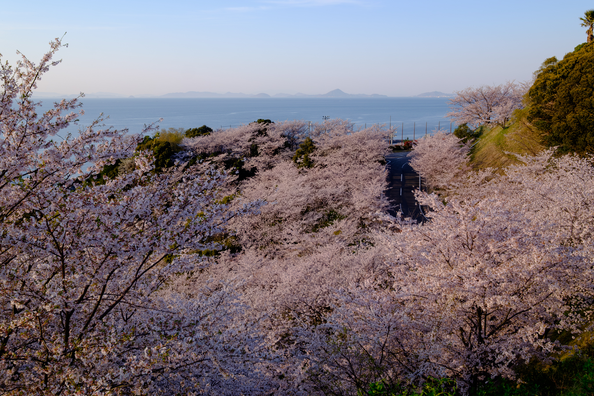 双海の桜は晴天に咲く