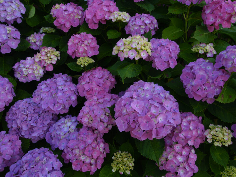 お寺巡りは紫陽花巡り