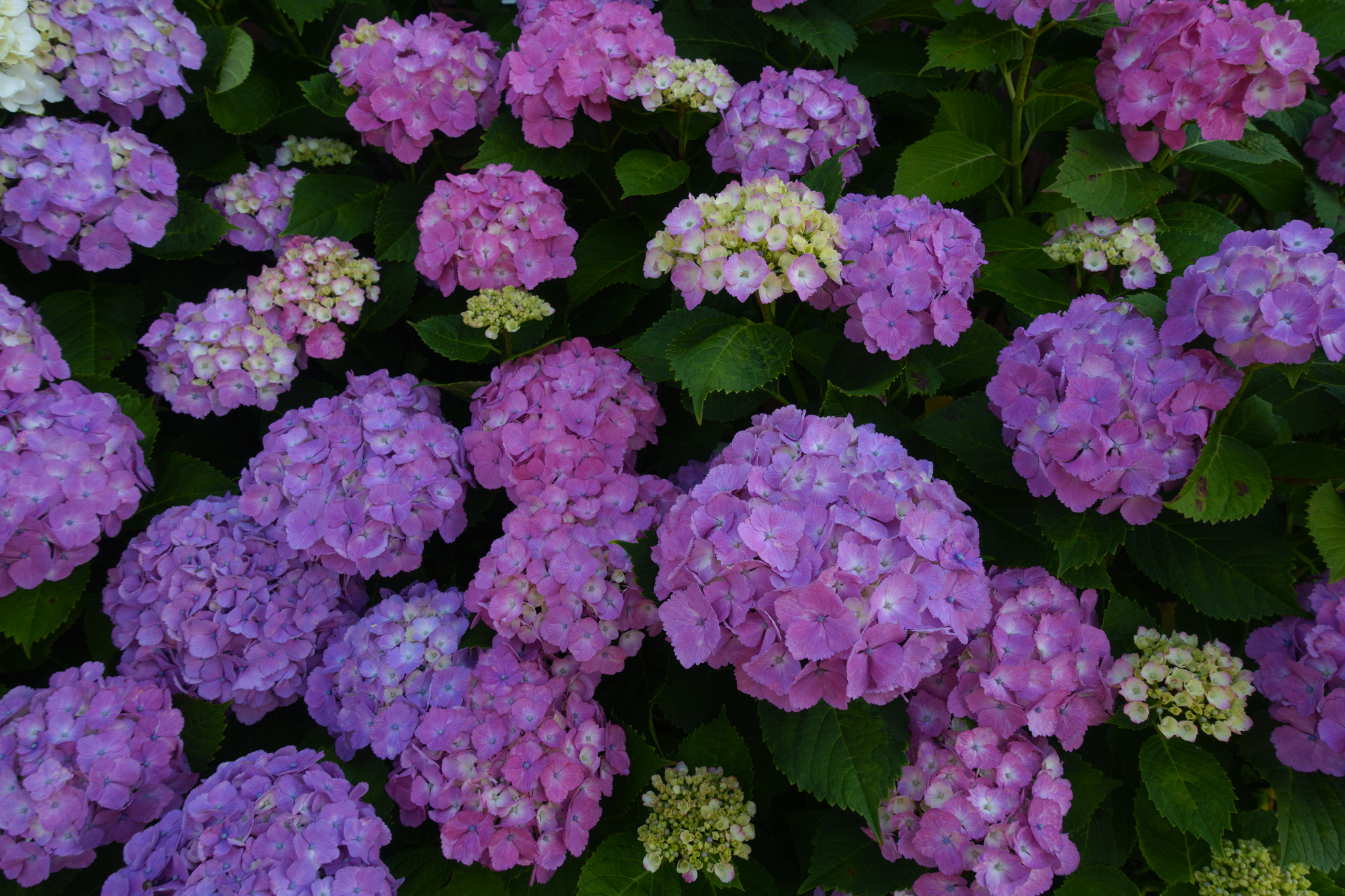 お寺巡りは紫陽花巡り