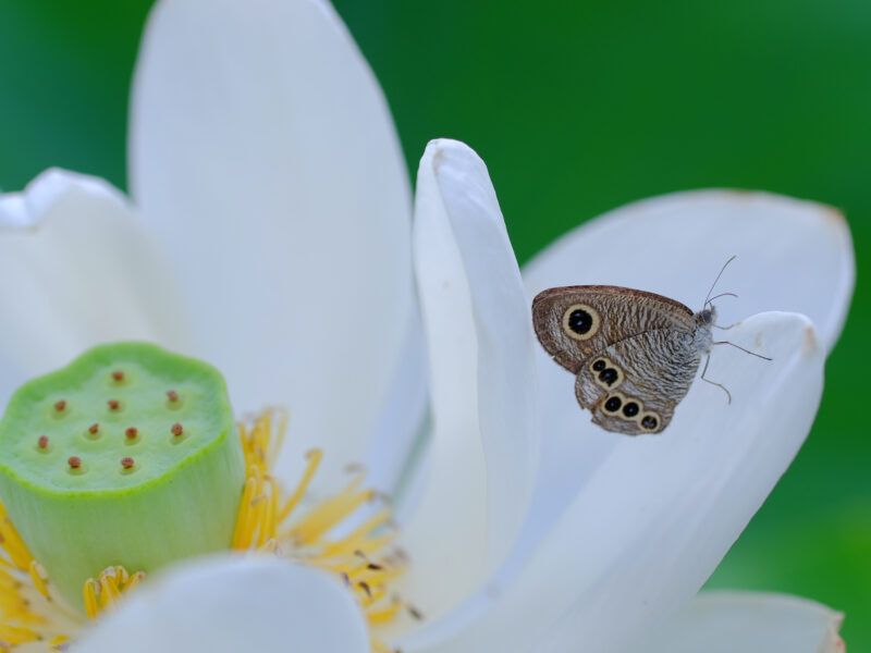 蓮池は昆虫天国