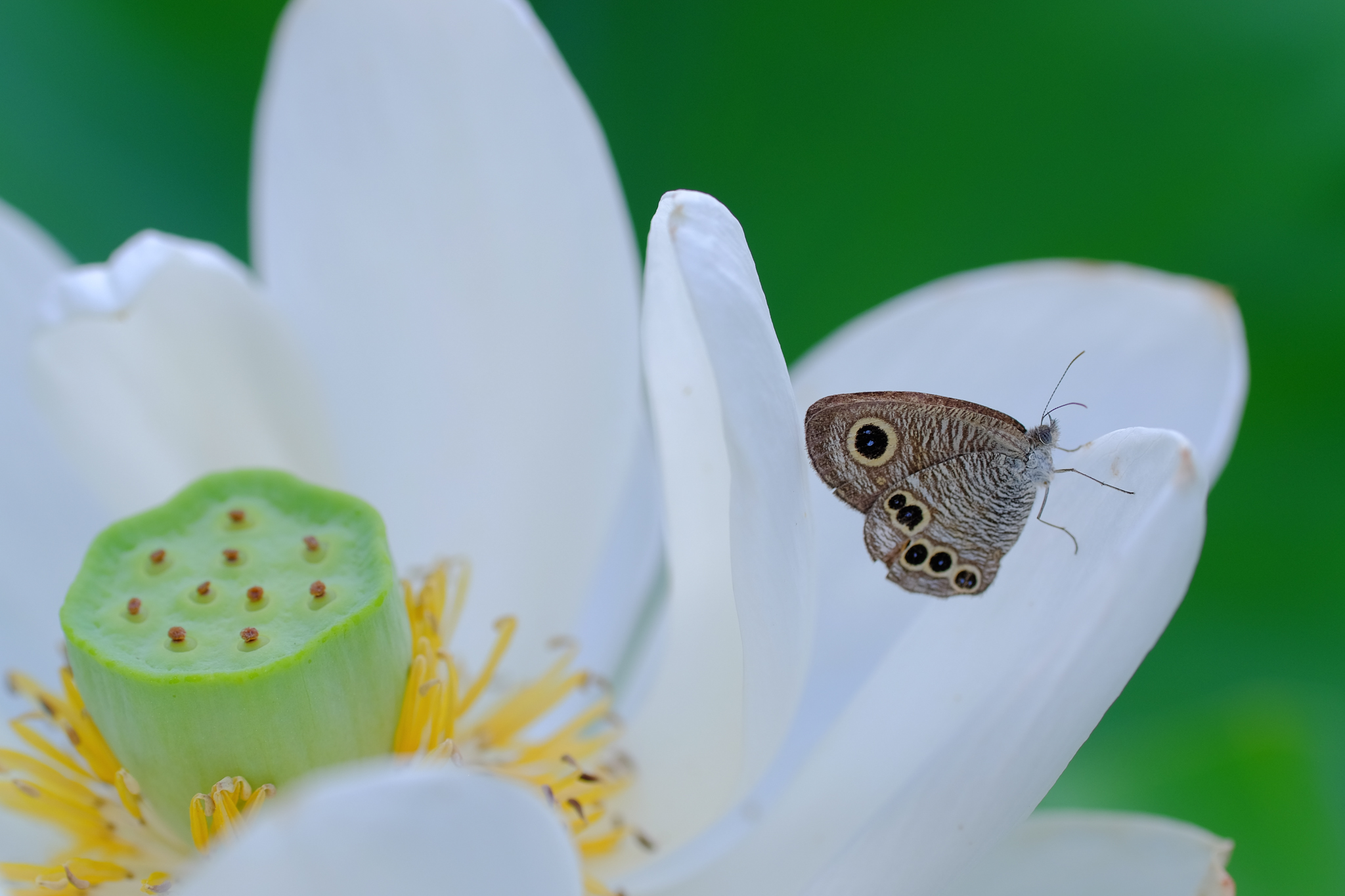 蓮池は昆虫天国