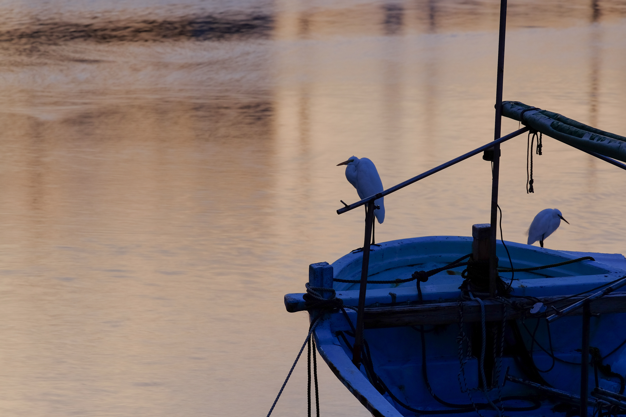 夕暮れの港はチーズの香り