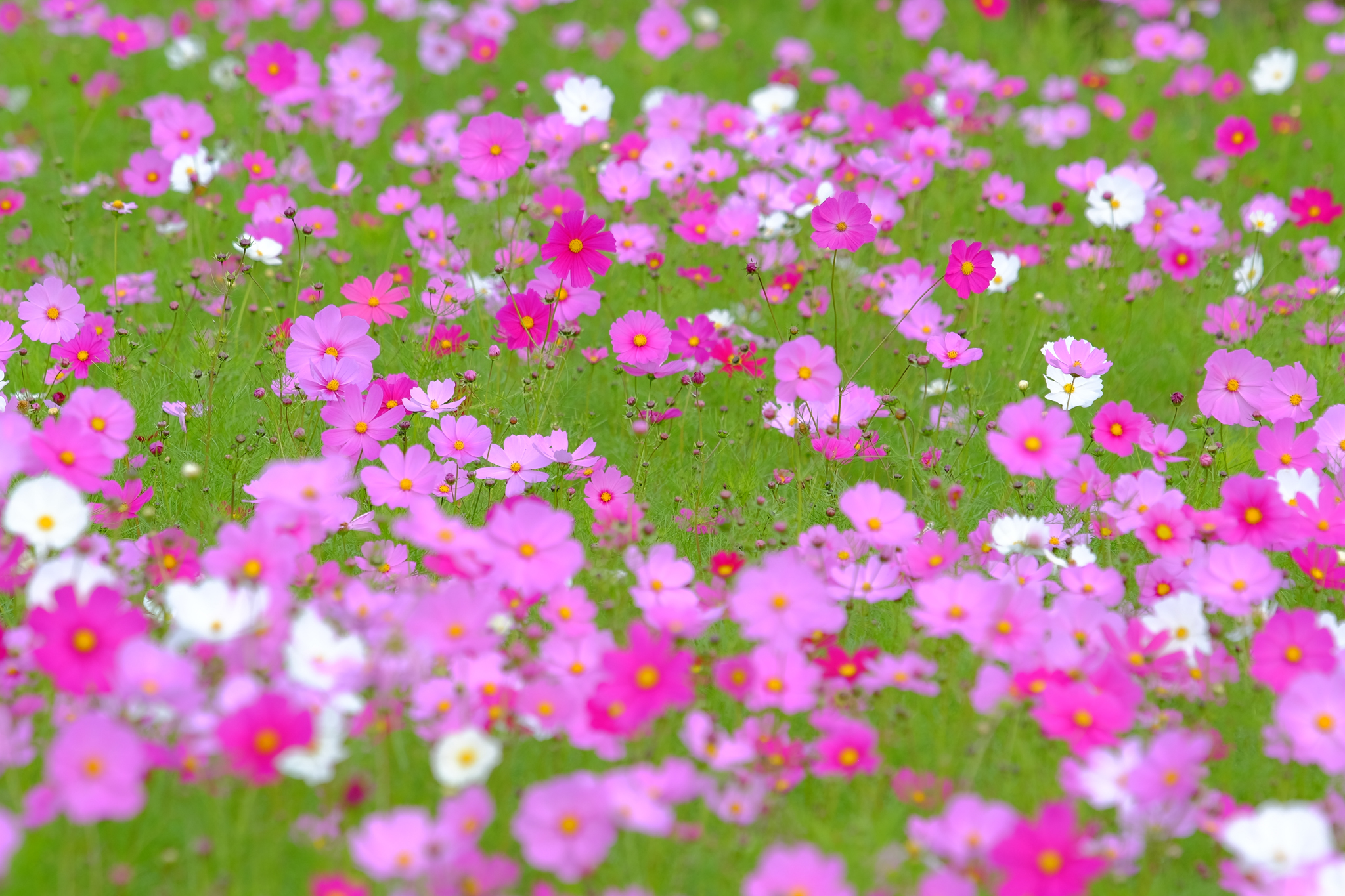 コスモス畑は気まぐれに