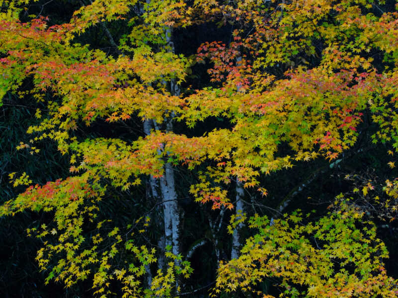 秋の久万高原町は雨上がりの彩り