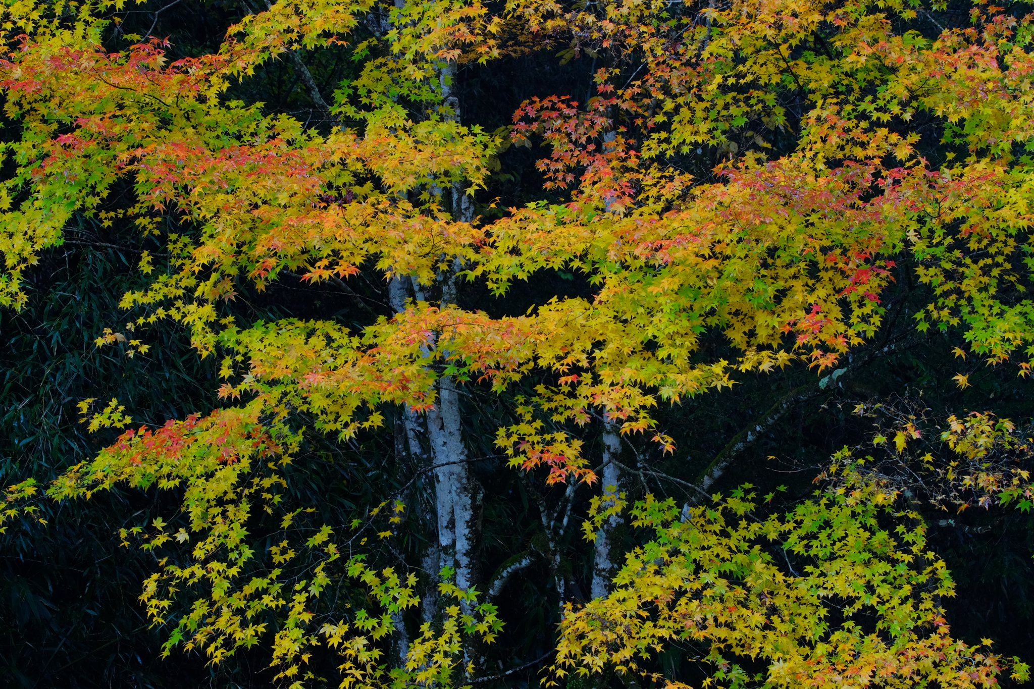 秋の久万高原町は雨上がりの彩り