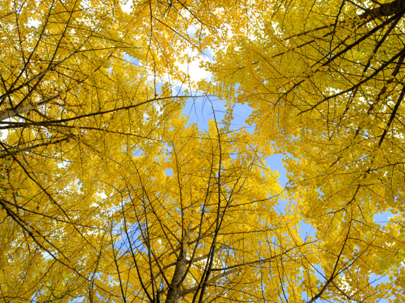 銀杏の空と閑散の滑川渓谷