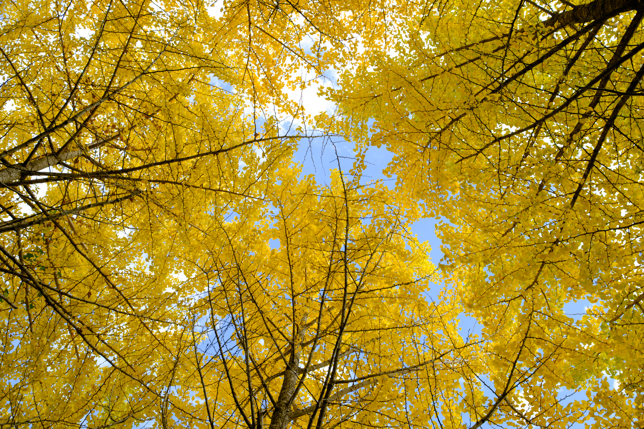 銀杏の空と閑散の滑川渓谷