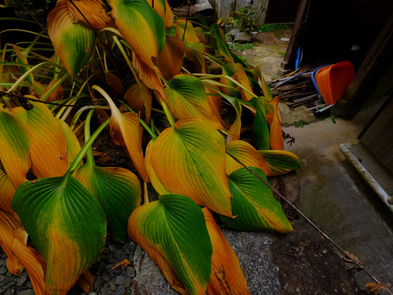 金毘羅寺は裏切らない