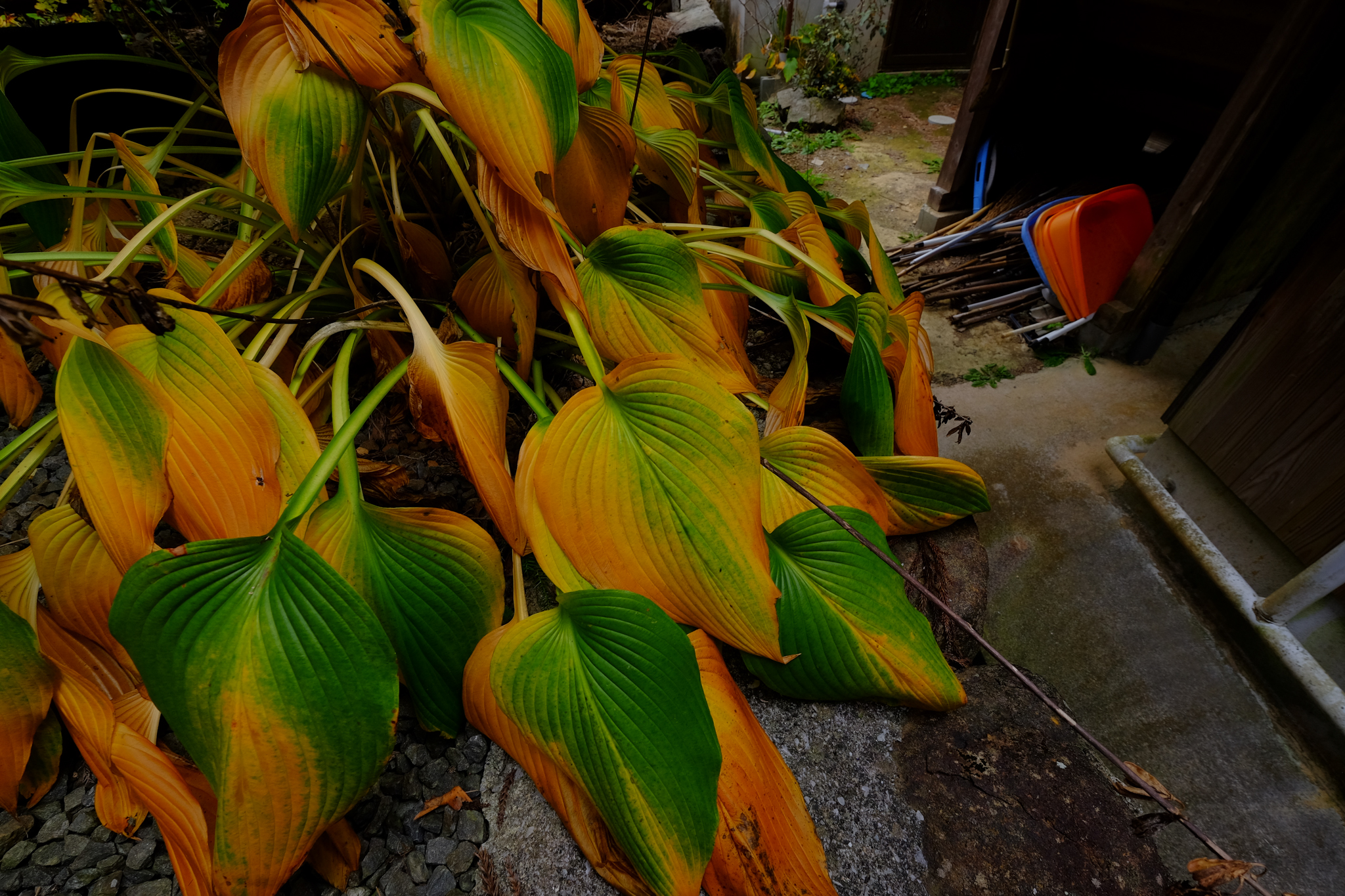 金毘羅寺は裏切らない