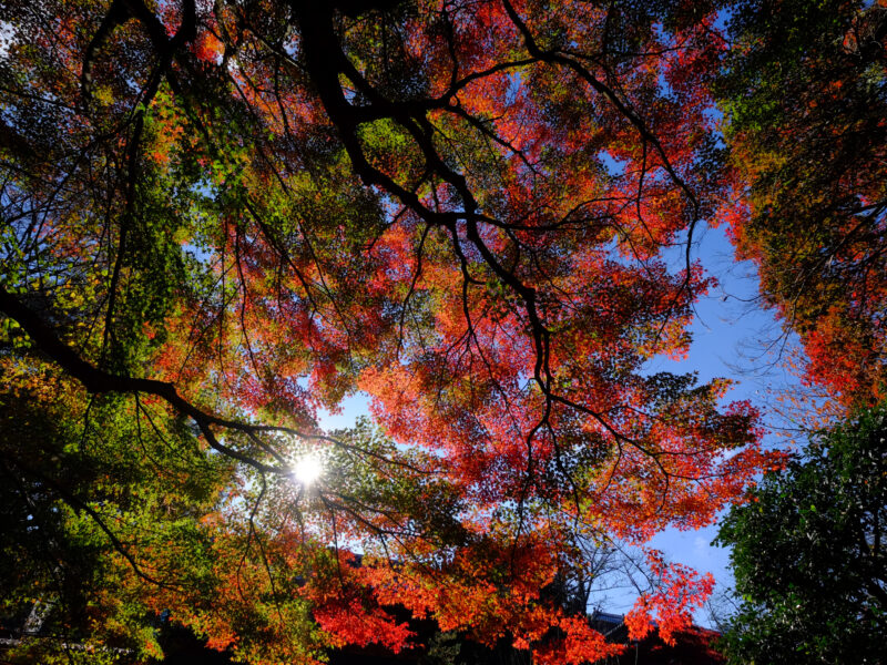 気がつけば瑞応寺