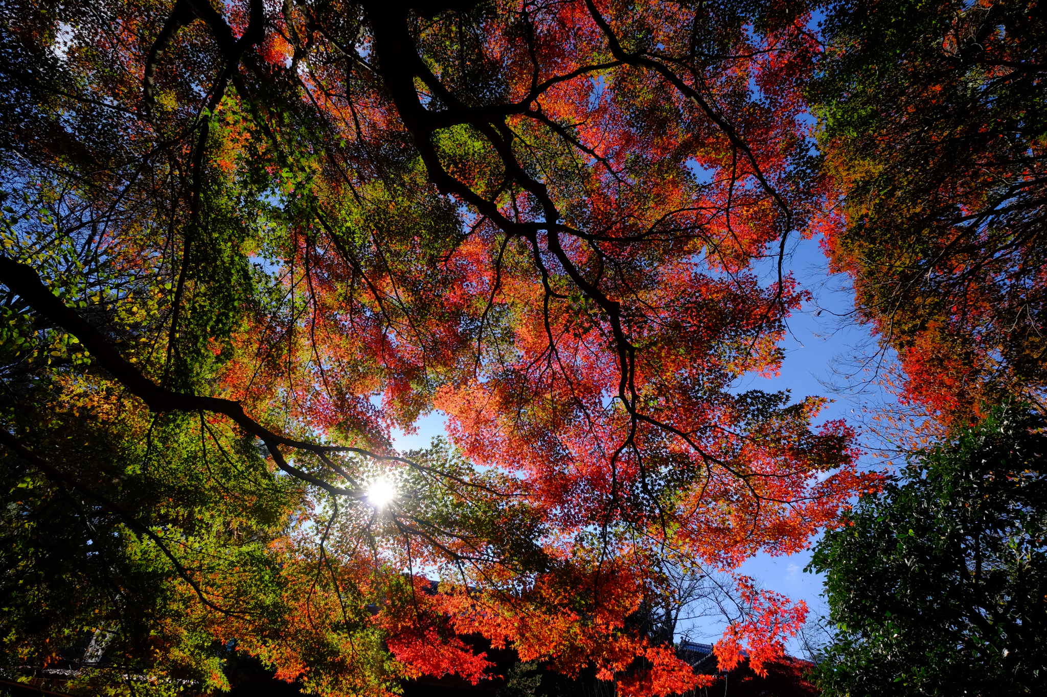 気がつけば瑞応寺