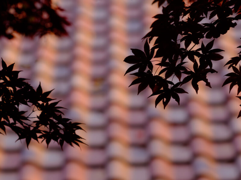 龍王公園は撮れ高満載