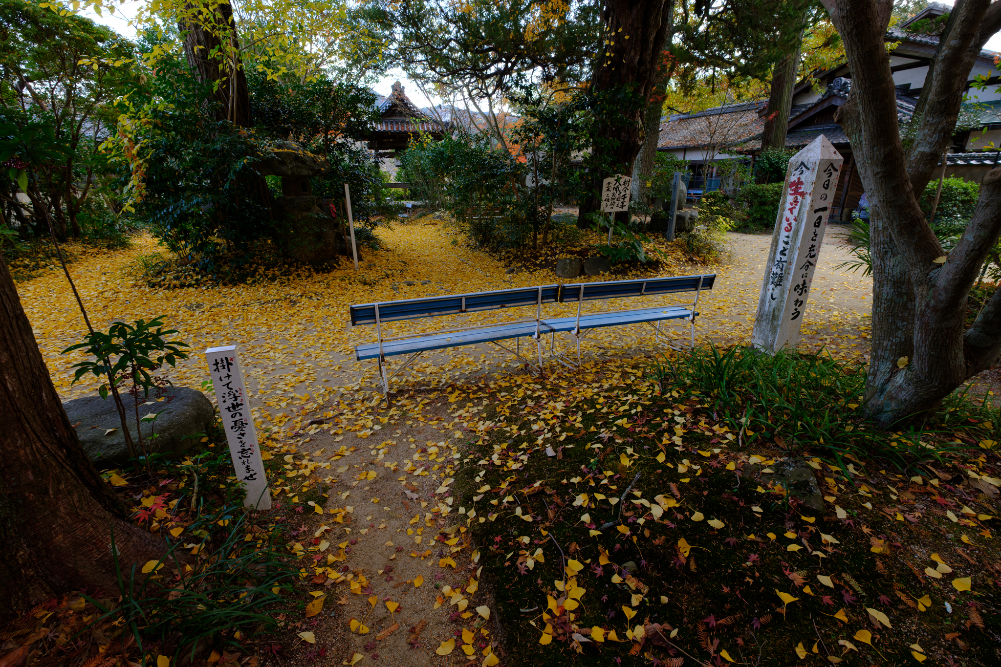 秋の浄瑠璃寺は新しい相棒と
