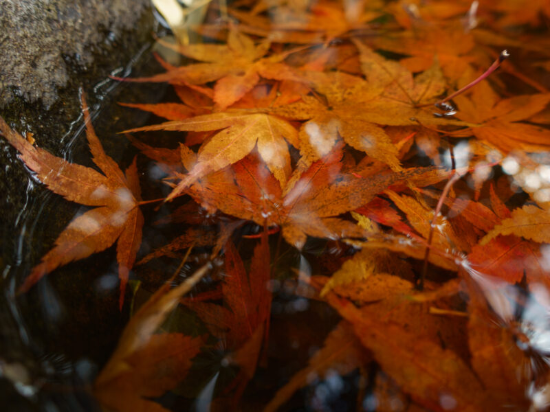 晩秋の川富神社