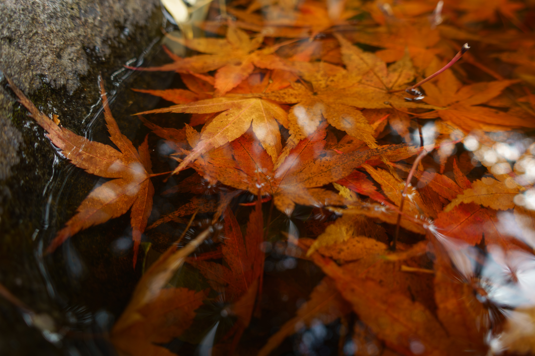 晩秋の川富神社