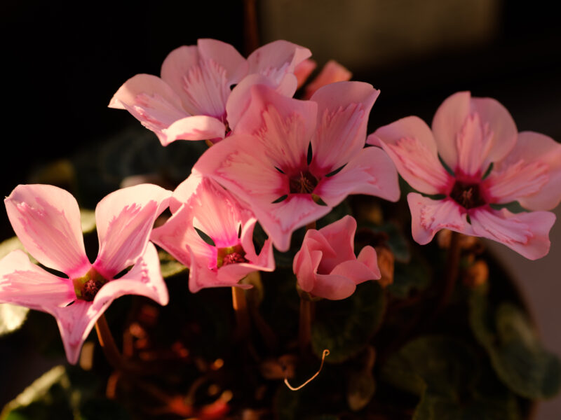 寒波の日は暖かい部屋で