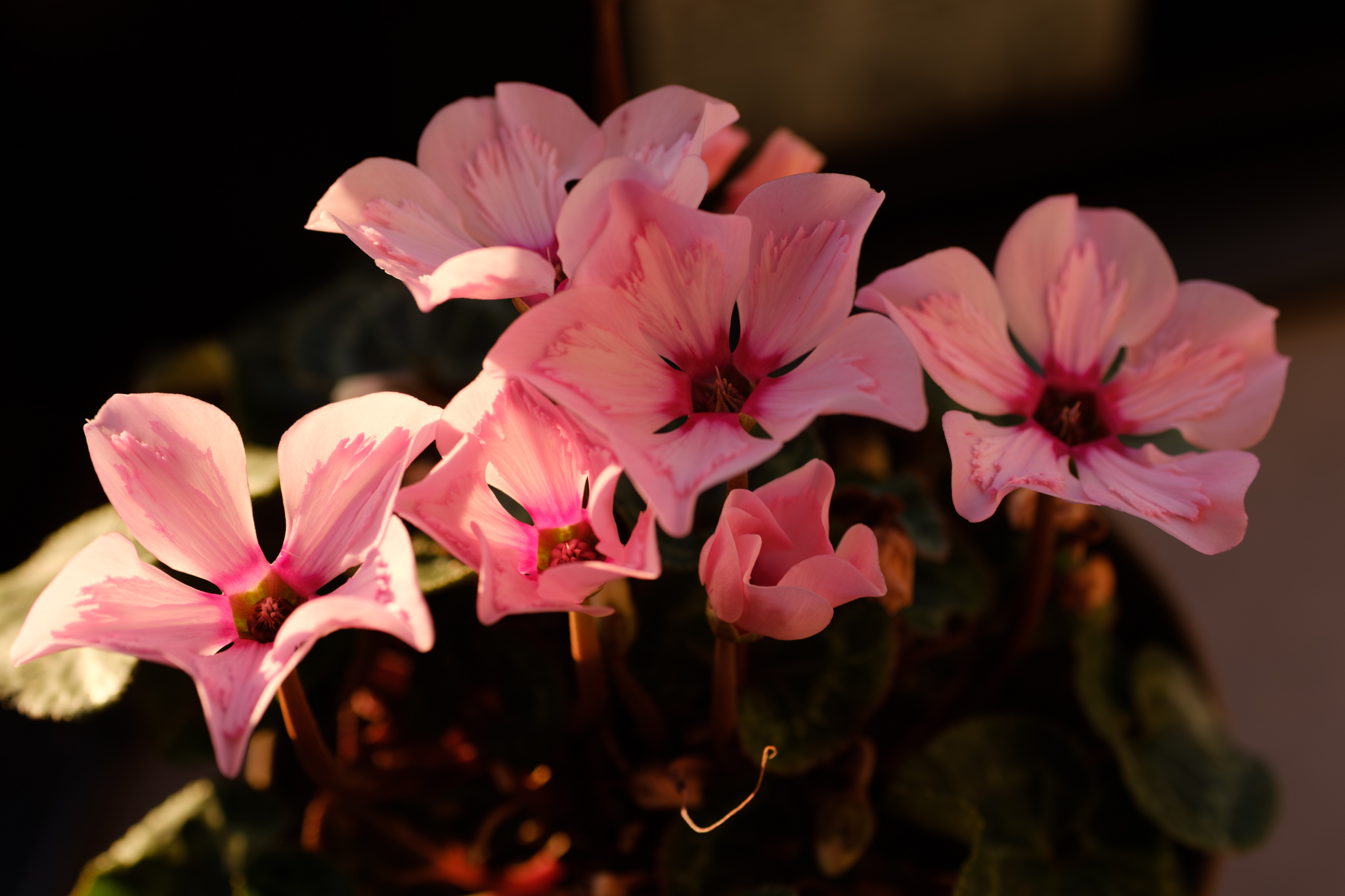 寒波の日は暖かい部屋で