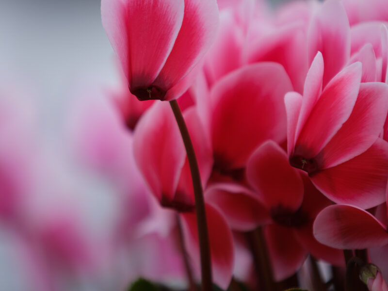 2月には花が撮りたくて