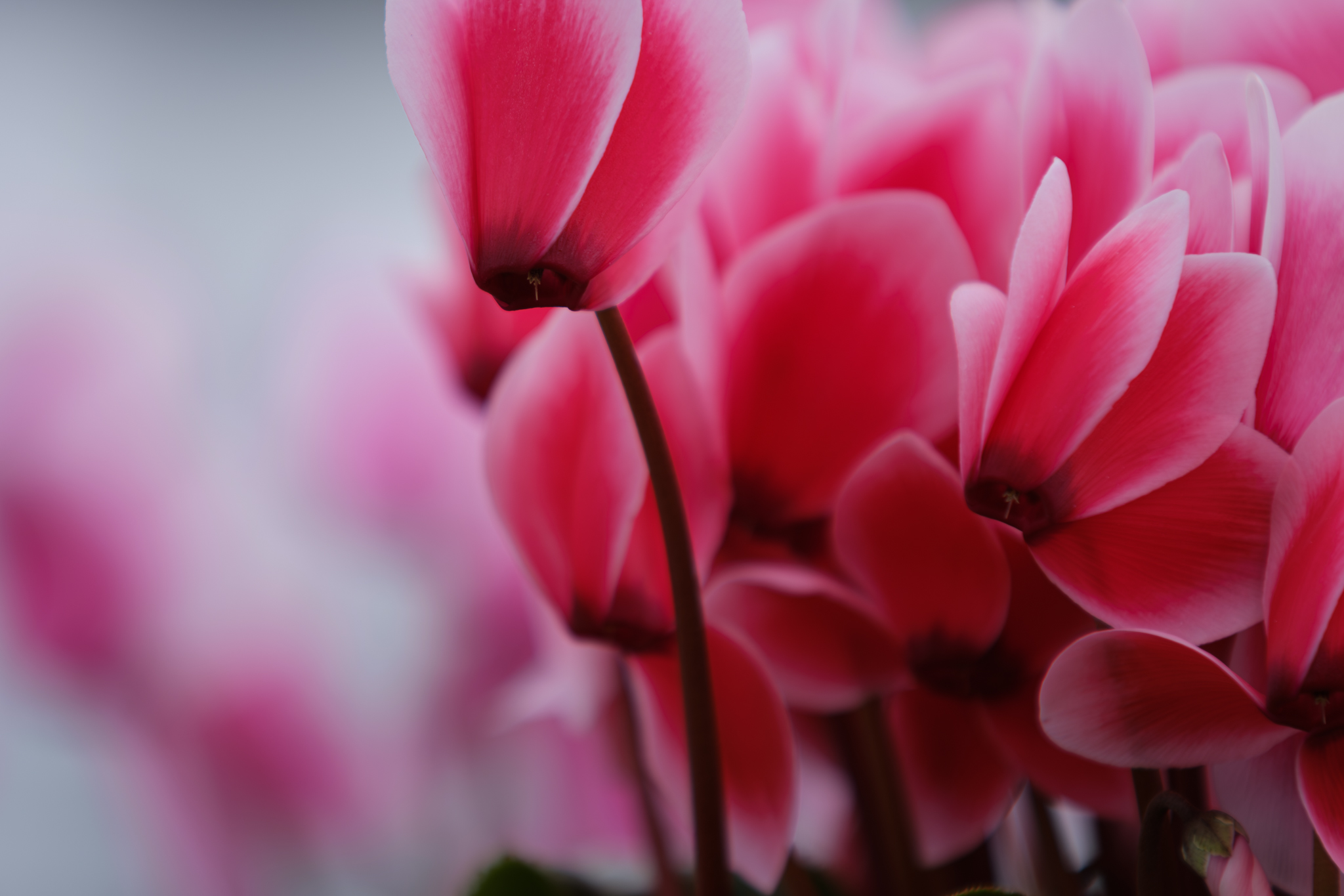 2月には花が撮りたくて